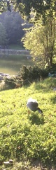 Anser anser × Branta canadensis