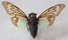 Distantalna splendida