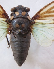 Distantalna splendida