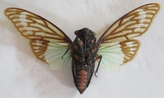 Distantalna splendida