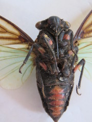 Distantalna splendida