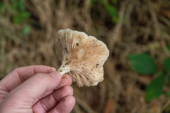 Clitocybe dealbata