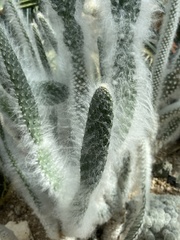 Opuntia senilis