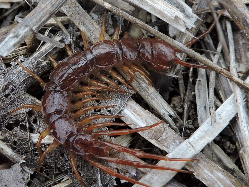 Lithobiidae from Parker County, US-TX, US on March 15, 2015 by Sam ...