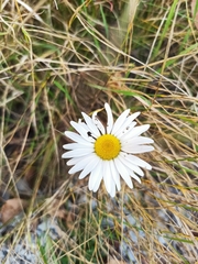 Leucanthemum vulgare