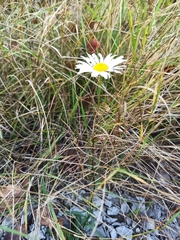 Leucanthemum vulgare