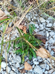 Leucanthemum vulgare