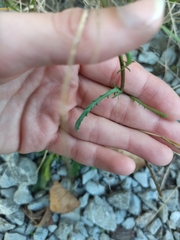 Leucanthemum vulgare
