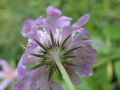Scabiosa lucida