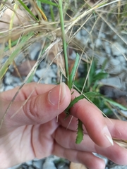 Leucanthemum vulgare