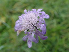 Scabiosa lucida