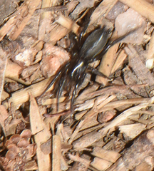 Drassyllus
