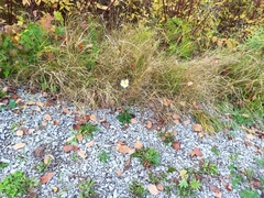 Leucanthemum vulgare