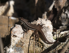 Leiocephalus cubensis