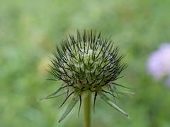 Scabiosa lucida