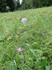 Scabiosa lucida