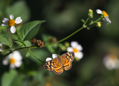 Anthanassa frisia