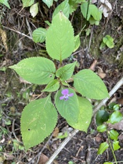 Impatiens zombensis