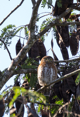 Glaucidium siju