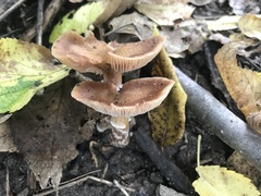 Armillaria