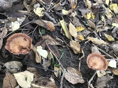 Armillaria