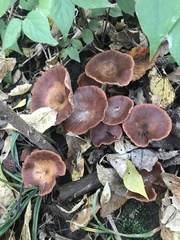 Armillaria