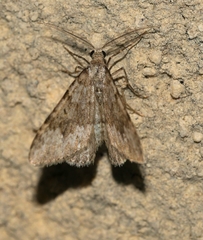 Coenotephria