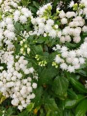 Ageratina altissima
