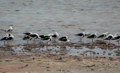 Cladorhynchus leucocephalus