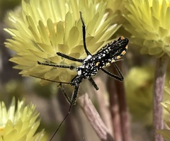 Rhynocoris albopunctatus