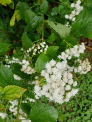 Ageratina altissima