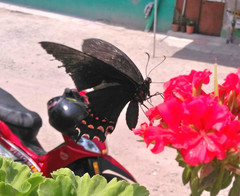 Heraclides rogeri pharnaces