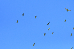 Zosterops erythropleurus