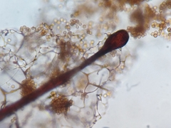 Stemonitis flavogenita