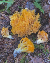 Ramaria cyaneigranosa