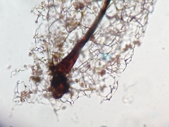 Stemonitis flavogenita