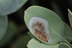 Phyllonorycter manzanita