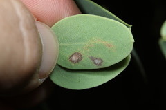 Phyllonorycter manzanita