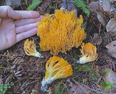 Ramaria cyaneigranosa
