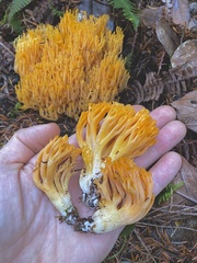 Ramaria cyaneigranosa