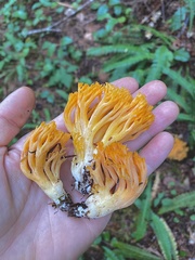 Ramaria cyaneigranosa