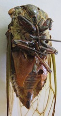 Cryptotympana acuta