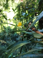 Maxillaria variabilis