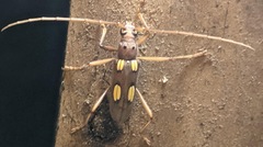 Eburodacrys triocellata