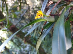 Maxillaria variabilis