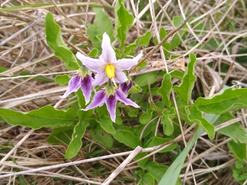 Solanum commersonii Dunal ex Poir.