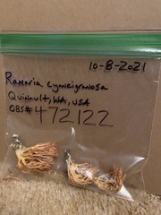 Ramaria cyaneigranosa