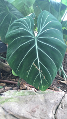 Philodendron gloriosum