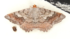 Macaria bicolorata