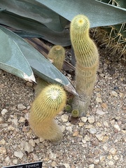 Parodia lenninghausii